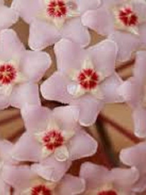 Hoya Carnosa seeds, 25 mix colors, scented climbing plant