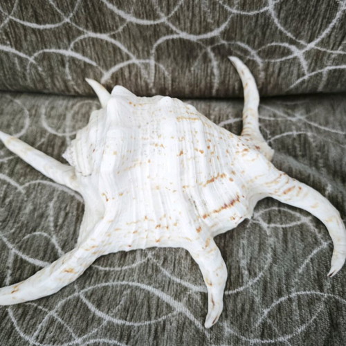 Large Lambis spider shell like new, 24 centimeters