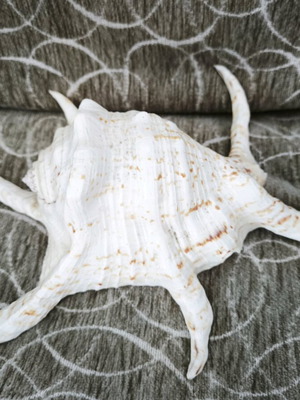 Large Lambis spider shell like new, 24 centimeters
