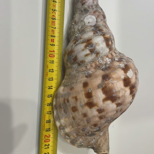 Triton Shell 21 cm new, unprocessed