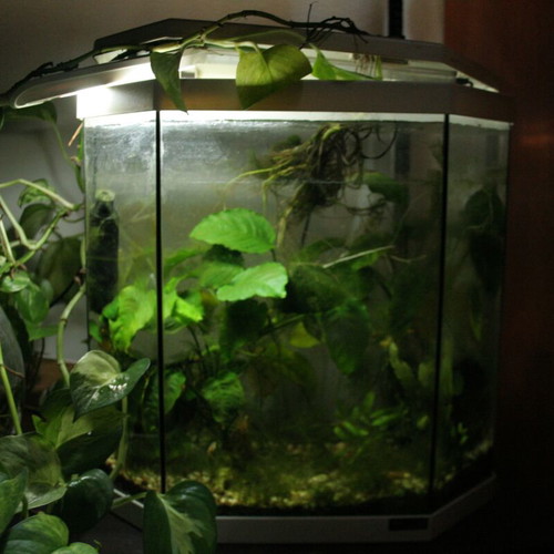 Aquarium 25 liters like new with filter, substrate, plants, and heater