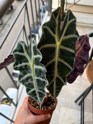 Alocasia Poly καινούργιο με πολλά φύλλα
