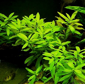 Φυτά Ενυδρείου Πακέτο (Aquarium plants mix)