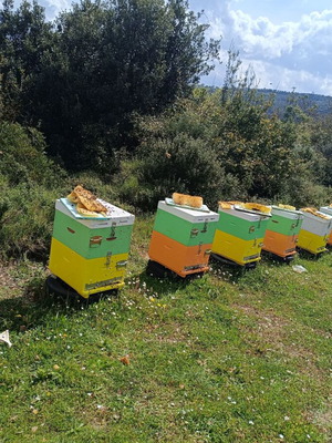 Honey new production 2026, oak, flower, fir vanilla, pine Tripoli