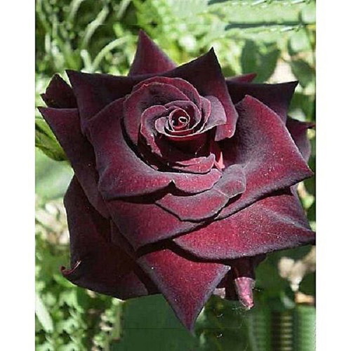 Black Baccara deep red rose seeds, pack of 25