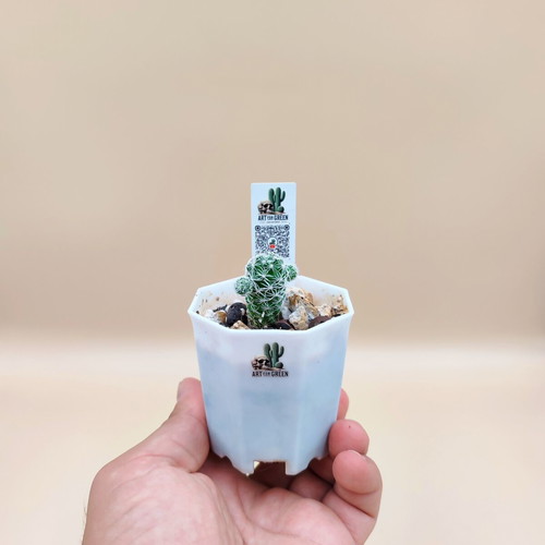 Mammilaria cactus new, set of 5 mini pots