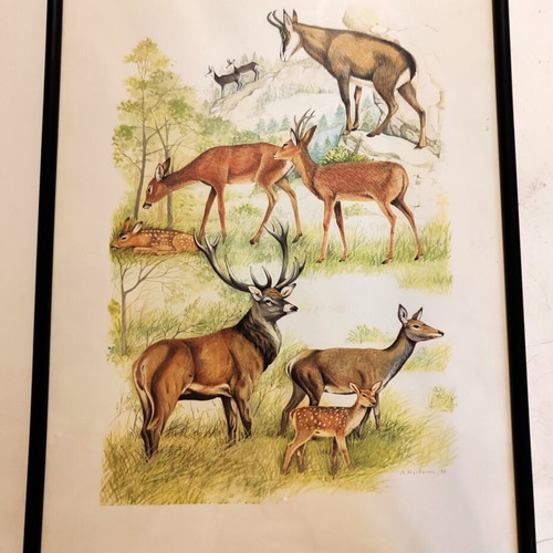 Engravings with animals and birds from Greek fauna new