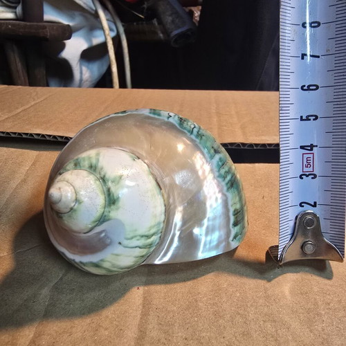 Turbo Marmoratus (Green Turban) polished seashell, 7.5cm
