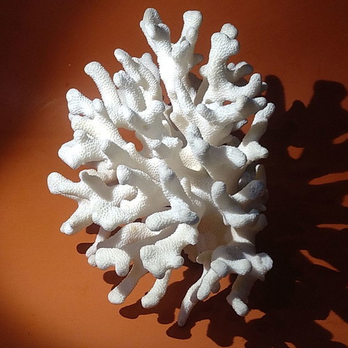 Natural white coral 970gr like new