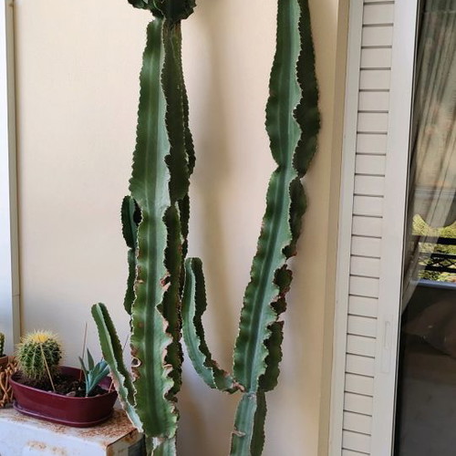 Κάκτος Euphorbia ingens μεταχειρισμένος ύψους 2,5 μ. με τη γλάστρα