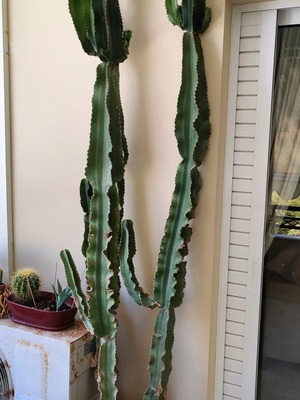 Κάκτος Euphorbia ingens μεταχειρισμένος ύψους 2,5 μ. με τη γλάστρα