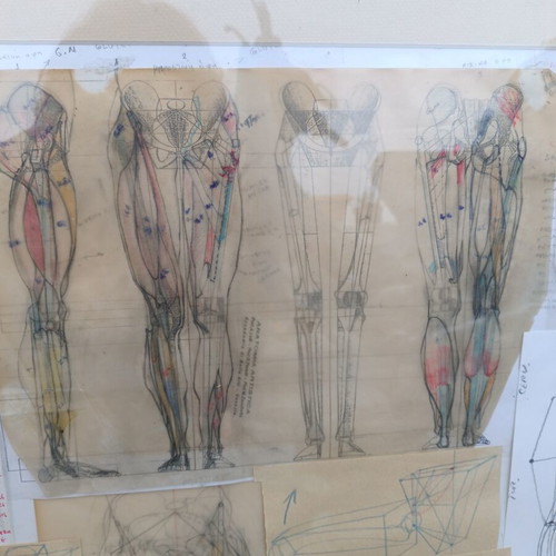 Anatomical Study Board by Efthymios Kollias used, vintage art