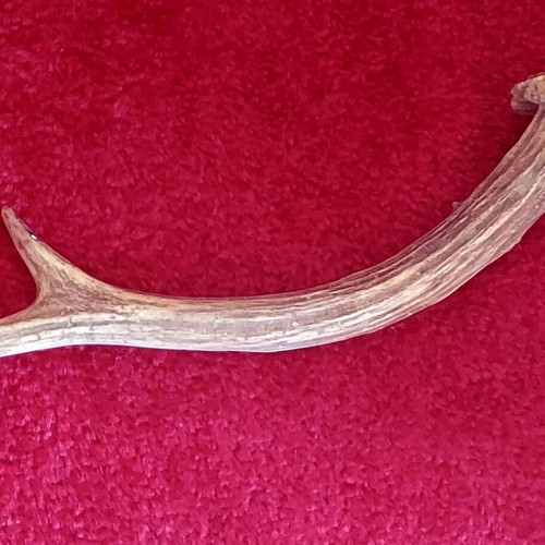 Roe Deer Antler used, natural decoration and craft material