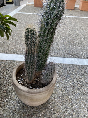 Κολωνοειδής κάκτος τύπου Echinopsis σε πήλινη γλάστρα