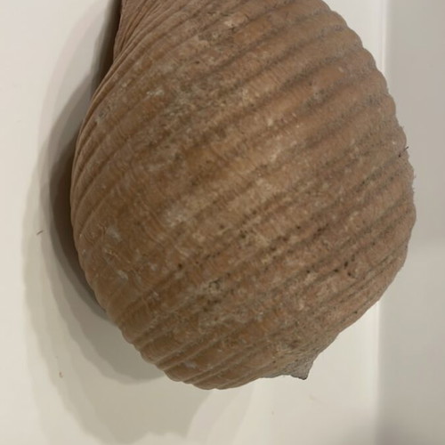 Tonna Galea shell new, 13x16x19cm unprocessed