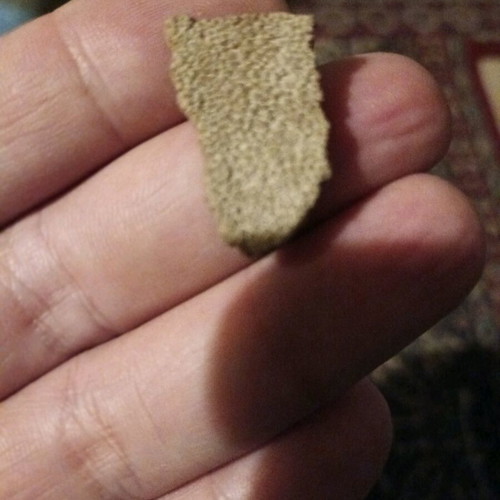 Saltasaurus egg shell used