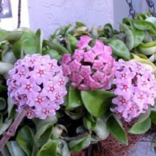 Hoya Carnosa seeds, 25 mix colors, scented climbing plant