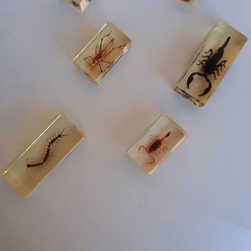 Insect collection like new in plexiglass