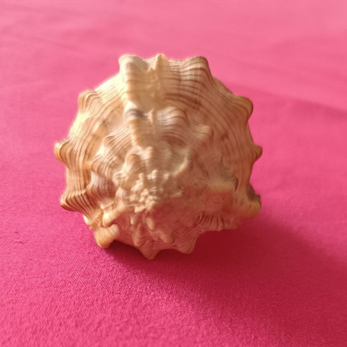 Murex Haustellum collectible shell like new