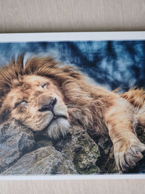 Trefl Sleeping Lion Puzzle 1000 pieces like new