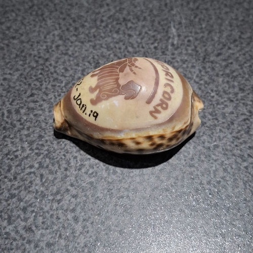Vintage Cypraea Tigris shell with Capricorn zodiac engraving, used