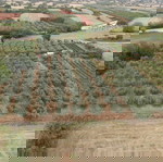 Κτήμα-Αμπελώνας-Ελαιώνας
