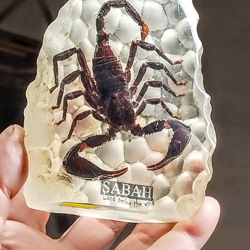 Large Scorpion in epoxy resin like new, souvenir from Malaysia