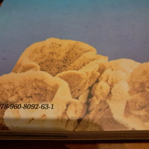 Oi Sfoungarades tis Kalymnou book like new, Greek
