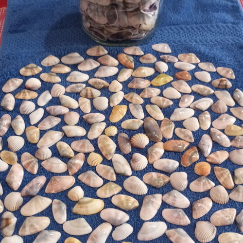 Jar of seashells like new, colorful for crafts and candle making