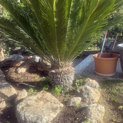 Tsikas plant in perfect geometric growth, 10 years old