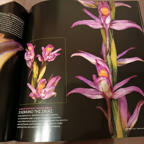 Photo book Wild Flowers like new, album