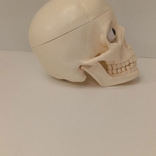 Skeleton head with half brain new