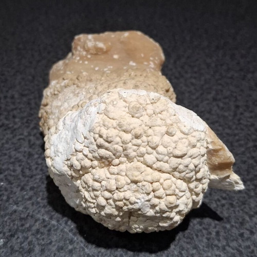 Fossilized Horn Coral with Calcite Crystals like new, 545g