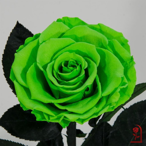 Green Natural Eternal Rose in Large Glass Dome made to order