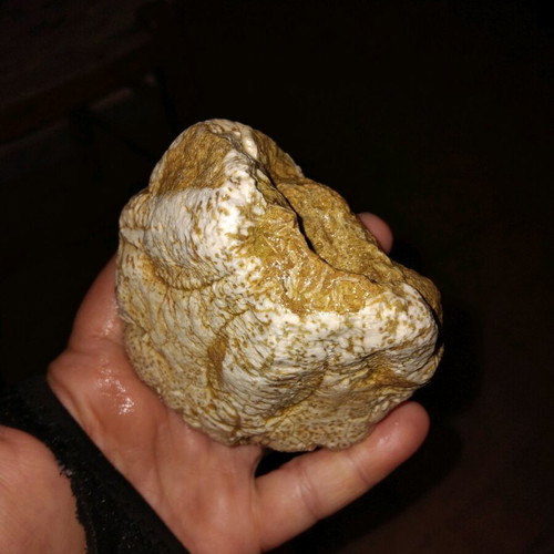 Sea Urchin Fossil used from Crete