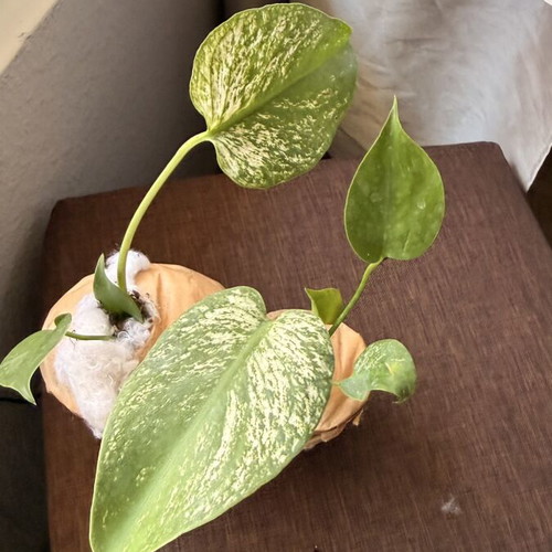 Monstera 'Devil Monster' new, pre-order