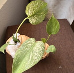 Monstera 'Devil Monster' new, pre-order