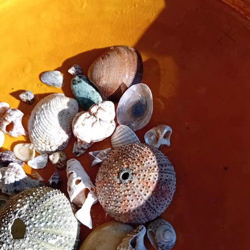 Seashells new, collected from Aegean beaches for decoration and crafts