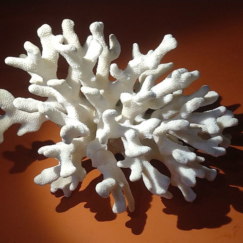 Natural white coral 970gr like new