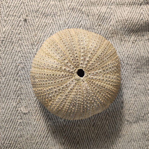 Seashell set like new, 4 pieces including starfish and Angel wings