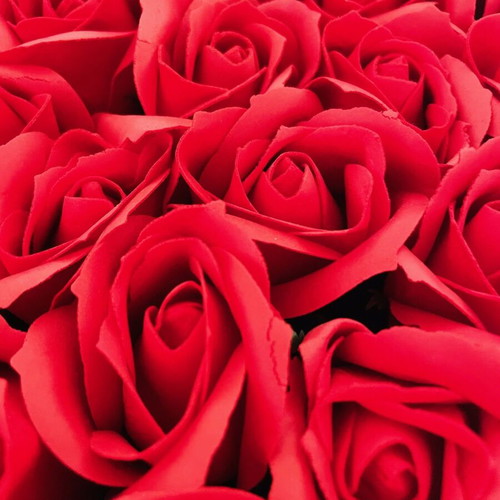 Petridis 23 roses new, not sprayed