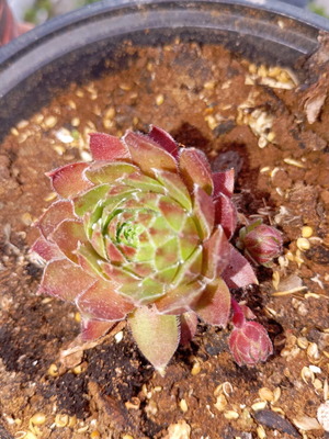 Sempervivum νέο σε πλαστική γλάστρα