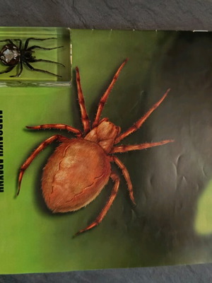 Real Bugs Issue 2 used