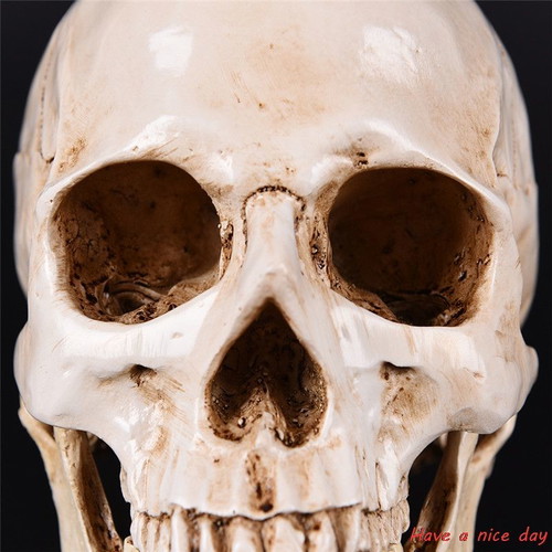 Skull handmade, accurate medical replica, new