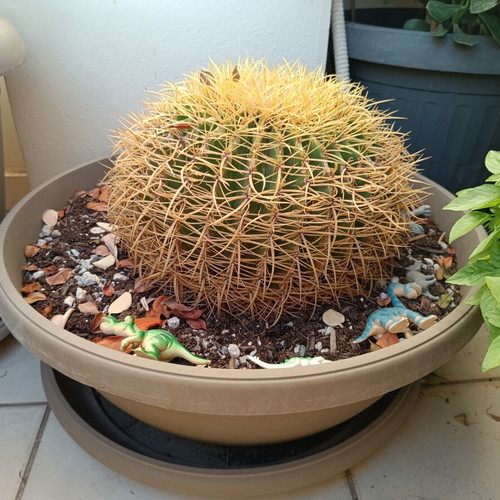 Echinocactus 20 x 30, 14 years old