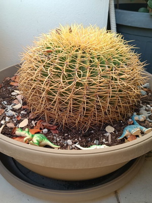 Echinocactus 20 x 30, 14 years old