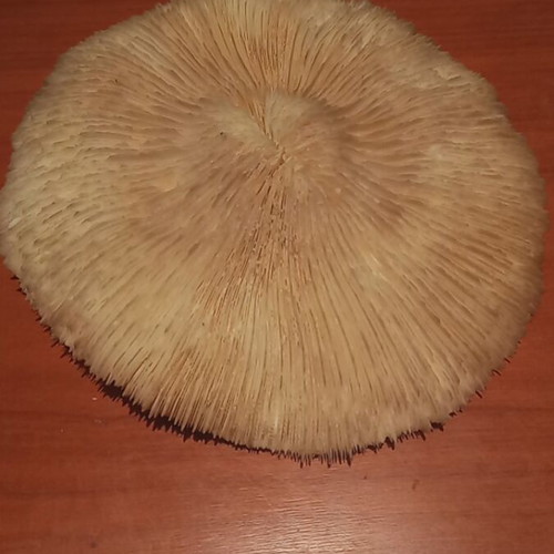 Mushroom type coral Fungia sp. or Heliofungia 17 cm diameter like new