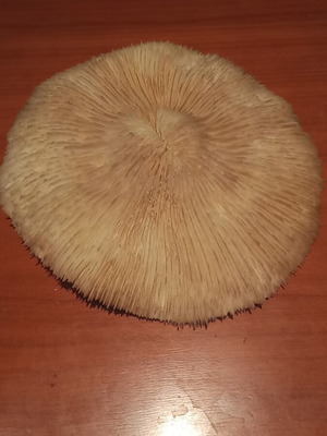 Mushroom type coral Fungia sp. or Heliofungia 17 cm diameter like new