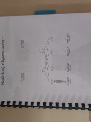 Biology Study Guide Used for Grade 12 Mendelian Genetics