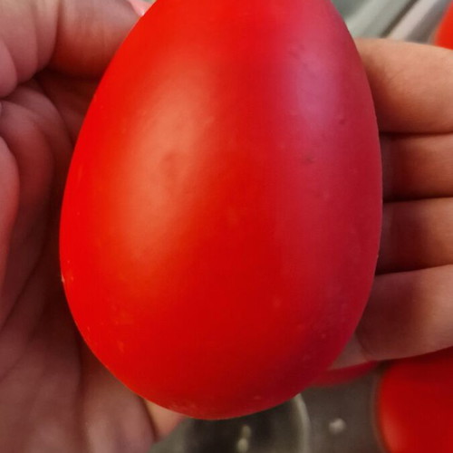 Decorative eggs set of 8 in case red